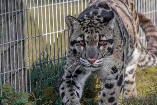 a cat that is standing in front of a fence