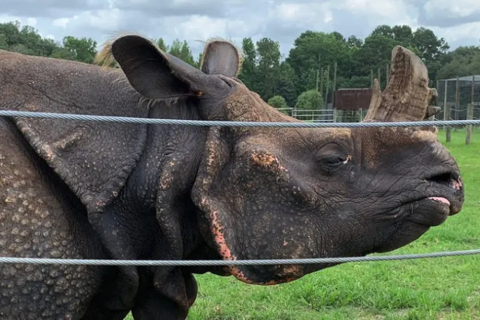 a elephant that is standing in the grass