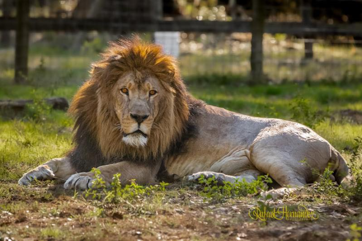 a lion lying in the grass