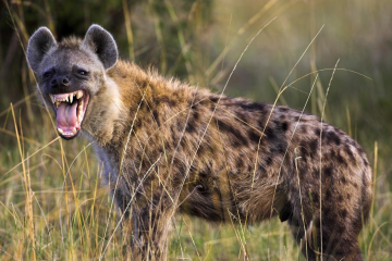 a hyena standing on grass