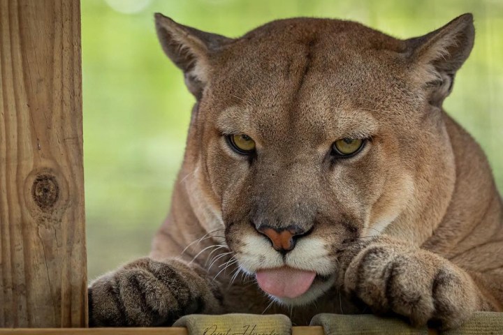 a cat that is looking at the camera