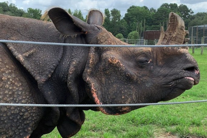 a elephant that is standing in the grass