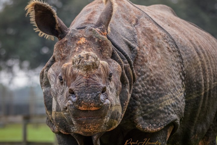 a close up of an animal