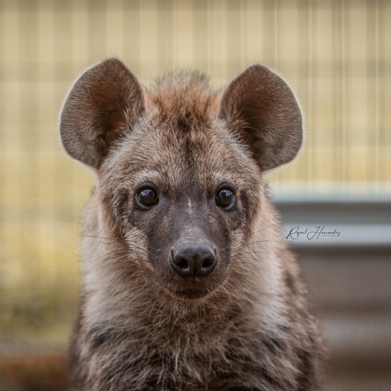 a close up of an animal