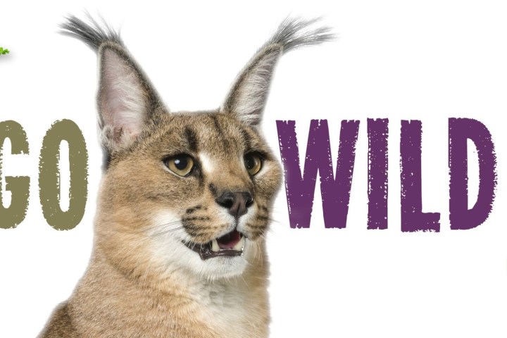 a cat with its mouth open