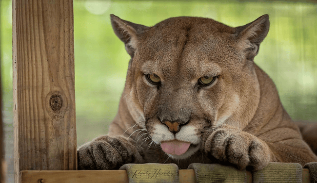 Private Walking Tour | Carson Springs Wildlife