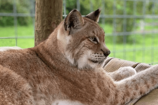a cat that is lying down in the grass