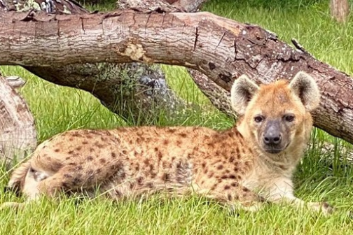 a small brown animal in the grass