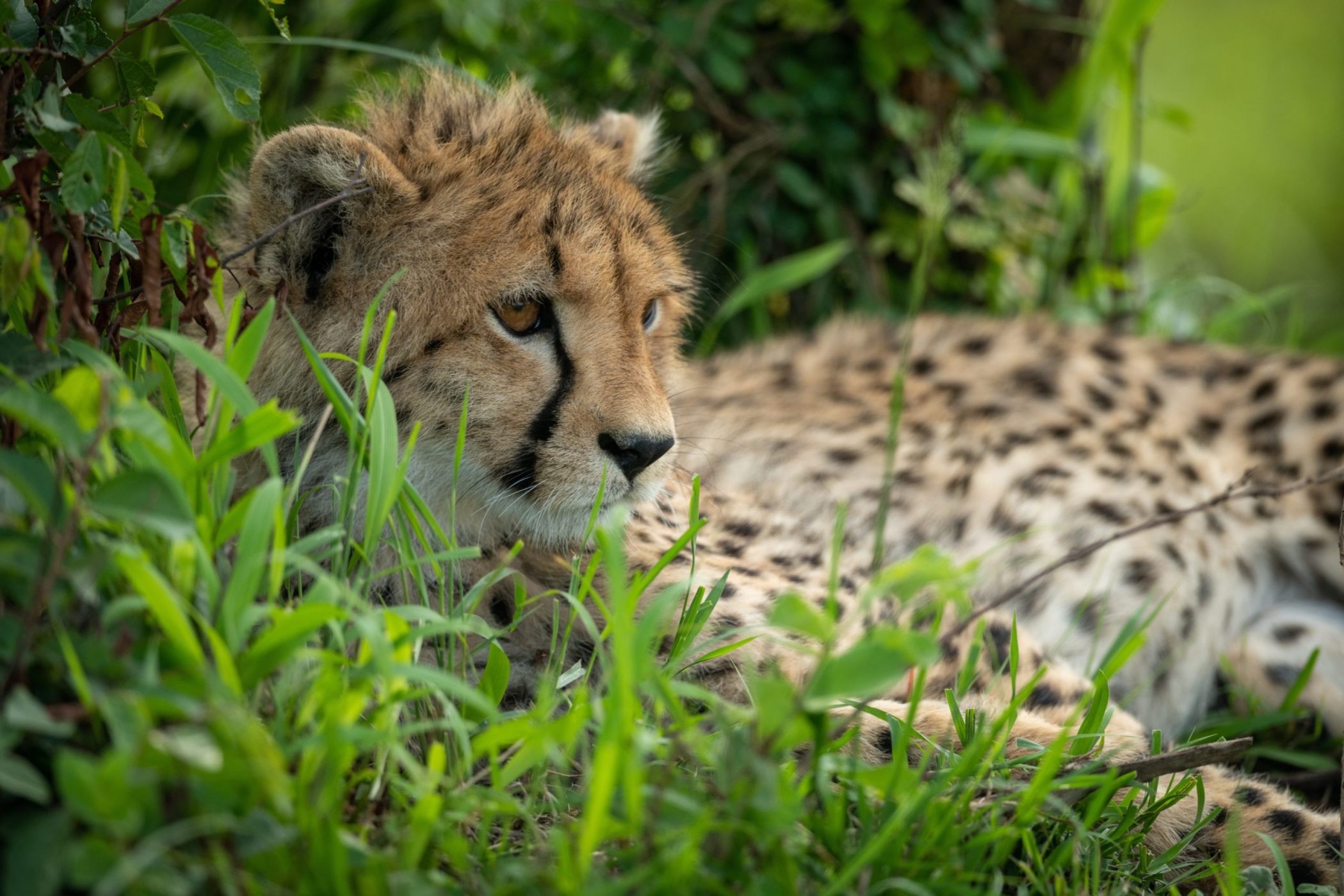Contact Us | Carson Springs Wildlife