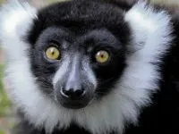 a close up of an animal