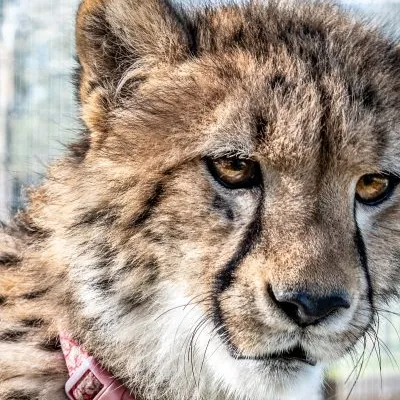 a lion looking at the camera