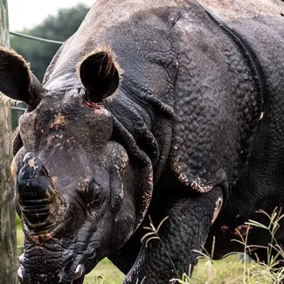 a rhinoceros standing in a field