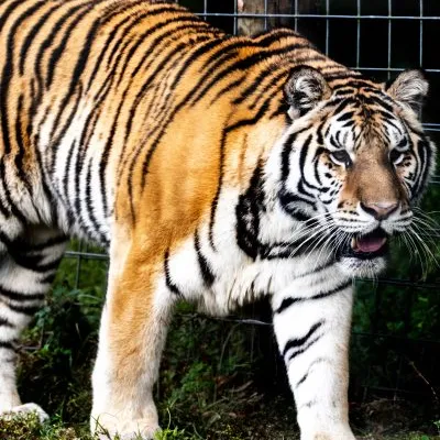 a zebra standing on top of a tiger