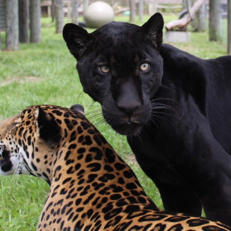 A black jaguar and a spotted jaguar in an enclosure on grass.
