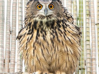 a bird sitting on top of an owl