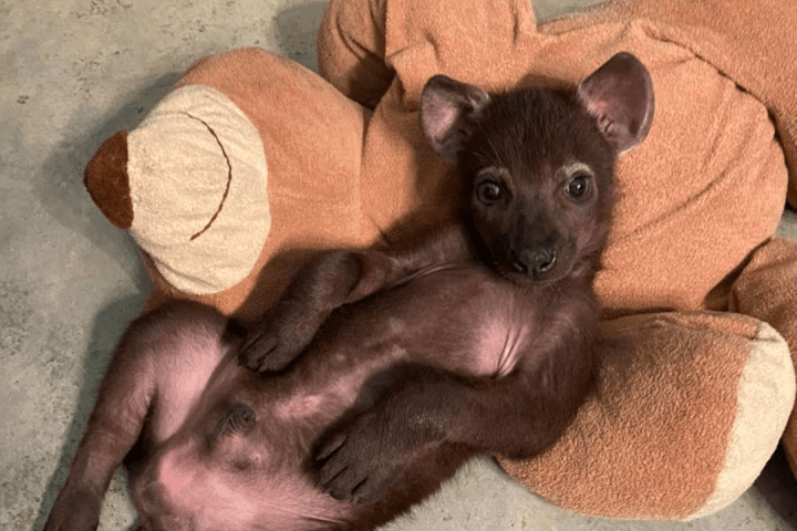 a dog lying on the ground