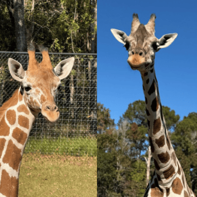 Meet our Giraffes: Desmond and Lucy